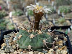 Gymnocalycium ambatoense VG 383 #2