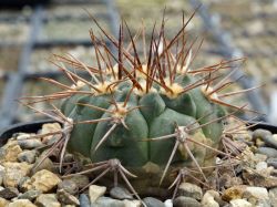 Gymnocalycium ambatoense VG 383 #3