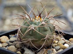 Gymnocalycium ambatoense VG 383 #4