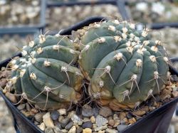 Gymnocalycium bayrianum TOM 326 #1