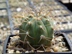 Gymnocalycium bayrianum TOM 326 #1