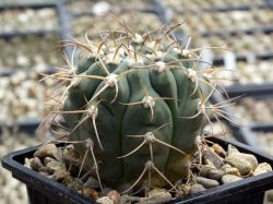 Gymnocalycium bayrianum TOM 326 #2
