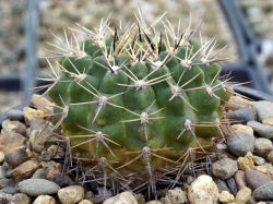 Gymnocalycium bicolor VG 063
