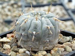 Gymnocalycium borthii ssp. nogolense VG 012