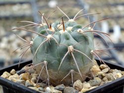 Gymnocalycium bozsingianum
