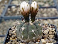 Gymnocalycium bozsingianum VG 246