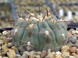 Gymnocalycium bozsingianum VG 246