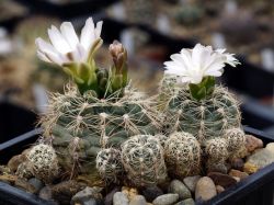 Gymnocalycium bruchii ssp. atroviride VG 530 #1