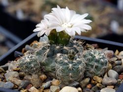 Gymnocalycium bruchii ssp. atroviride VG 530 #2