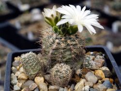 Gymnocalycium bruchii ssp. atroviride VG 530 #3