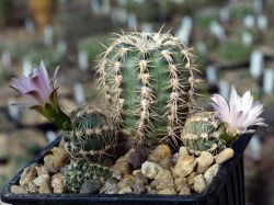 Gymnocalycium bruchii ssp. atroviride VG 530 #6