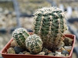 Gymnocalycium bruchii ssp. lafaldense STO 110