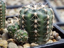 Gymnocalycium bruchii ssp. matznetteri P 214