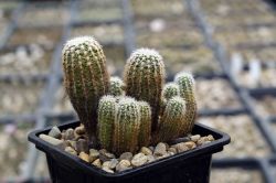 Gymnocalycium bruchii v. niveum VG 341 #1