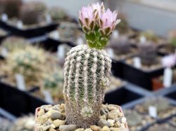 Gymnocalycium bruchii v. pawlovskyi VG 545 #1
