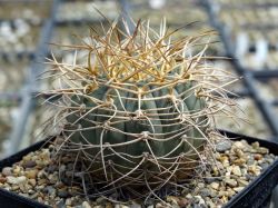 Gymnocalycium cardenasianum #1