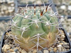 Gymnocalycium catamarcense form. VG 177 #2