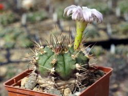 Gymnocalycium damsii ssp. evae v. boosii STO 1711