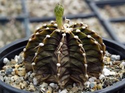 Gymnocalycium friedrichii LB 2178