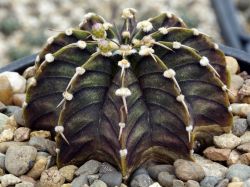 Gymnocalycium friedrichii LB 2178 #1