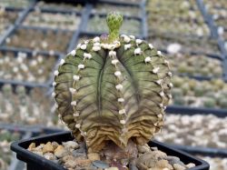 Gymnocalycium friedrichii VoS 01-014/A