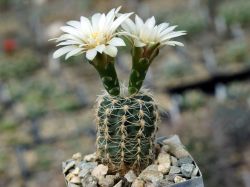 Gymnocalycium gertii ssp. evelyniae VG 1170 #1