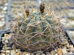 Gymnocalycium guanchinense P 226 #2