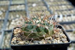 Gymnocalycium guanchinense VG 231 #2