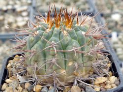 Gymnocalycium guanchinense VG 231 #1