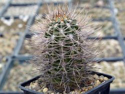 Gymnocalycium horridispinum #3