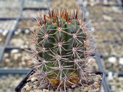 Gymnocalycium horridispinum #1