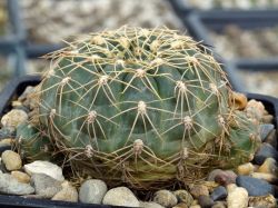Gymnocalycium hyptiacanthum ssp. netrelianum VG 424