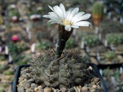 Gymnocalycium intertextum P 81 #1