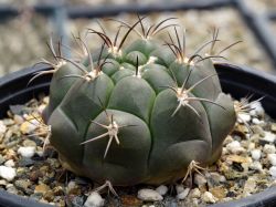 Gymnocalycium marquezii