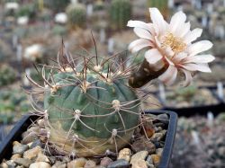 Gymnocalycium mazanense VG 1037 #1