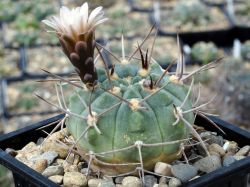 Gymnocalycium mazanense VG 1037 #2