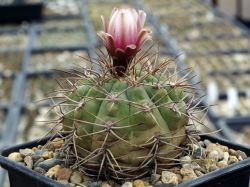 Gymnocalycium mazanense VG 382