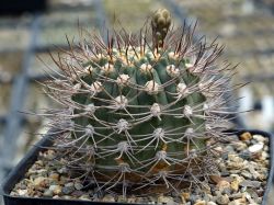 Gymnocalycium mazanense v. ferox P 30A