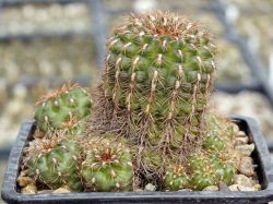 Gymnocalycium mesopotamicum #2