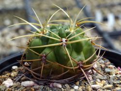 Gymnocalycium monvillei v. safronovii VG 506