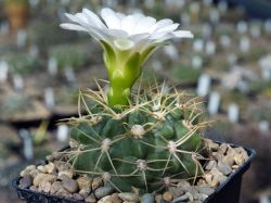 Gymnocalycium monvillei v. steineri VG 1247 #1