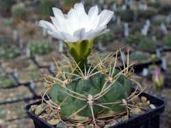 Gymnocalycium monvillei v. steineri VG 1247 #2
