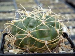 Gymnocalycium monvillei v. steineri VG 1247 #3