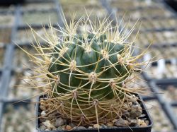 Gymnocalycium monvillei v. steineri VG 491 #2