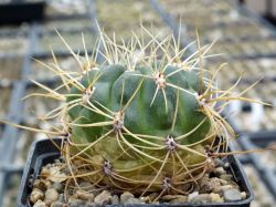 Gymnocalycium monvillei v. steineri VG 491 #1