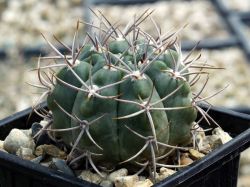 Gymnocalycium mostii v. kurtzianum #2