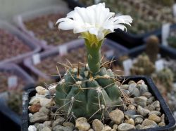 Gymnocalycium gaponii ssp. occidentale VG 309 #1