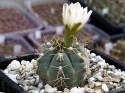 Gymnocalycium gaponii ssp. occidentale VG 309 #2