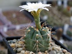 Gymnocalycium gaponii ssp. occidentale VG 309 #3