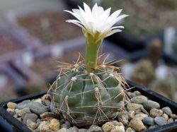 Gymnocalycium gaponii ssp. occidentale VG 309 #4